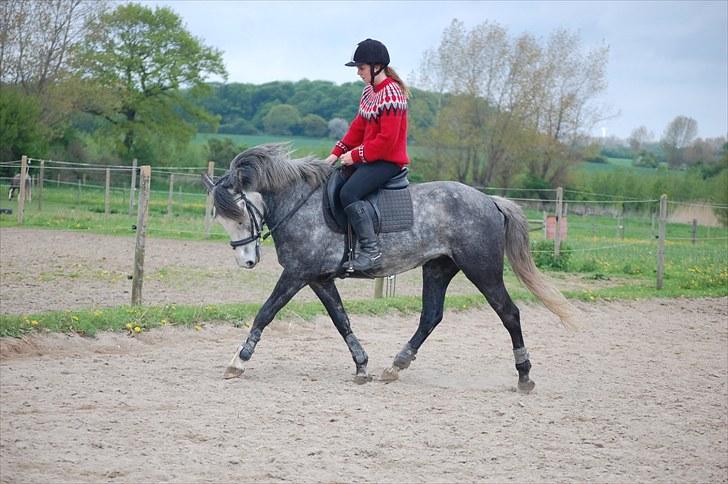 New Forest Mølgaards Zafir - 11 - Dressur ´11 billede 11