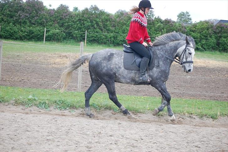 New Forest Mølgaards Zafir - 12 - Dressur ´10 billede 12