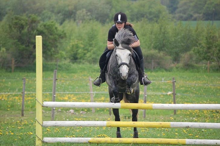 New Forest Mølgaards Zafir - 13 - Spring ´10 billede 13