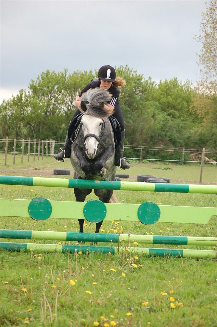 New Forest Mølgaards Zafir - 14 - Spring ´10 billede 14