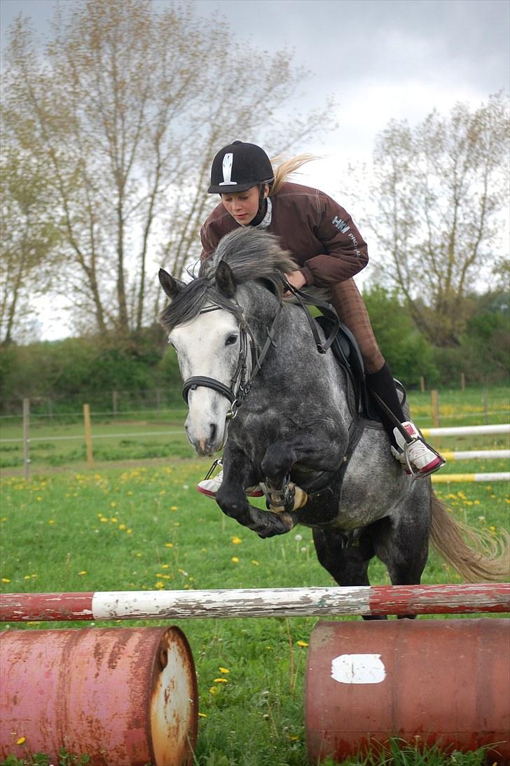 New Forest Mølgaards Zafir - 15 - Spring med ejer ´10 billede 15