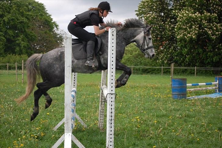 New Forest Mølgaards Zafir - 16 - Spring ´10 billede 16