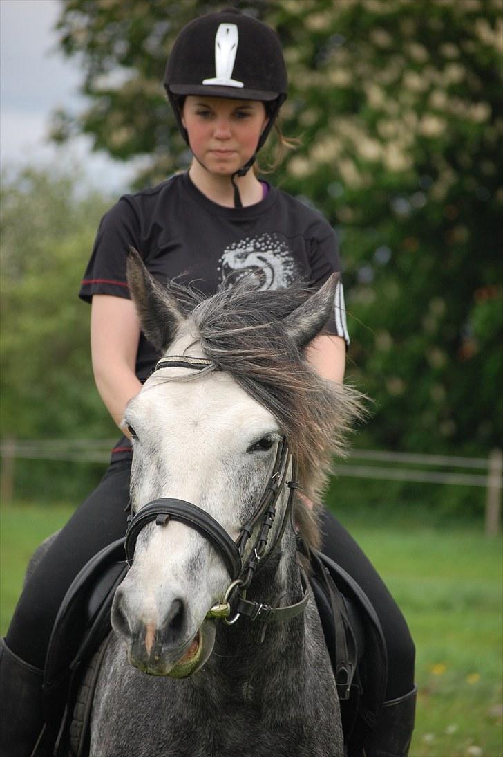 New Forest Mølgaards Zafir - 17 - Sidste dag ´10 billede 17