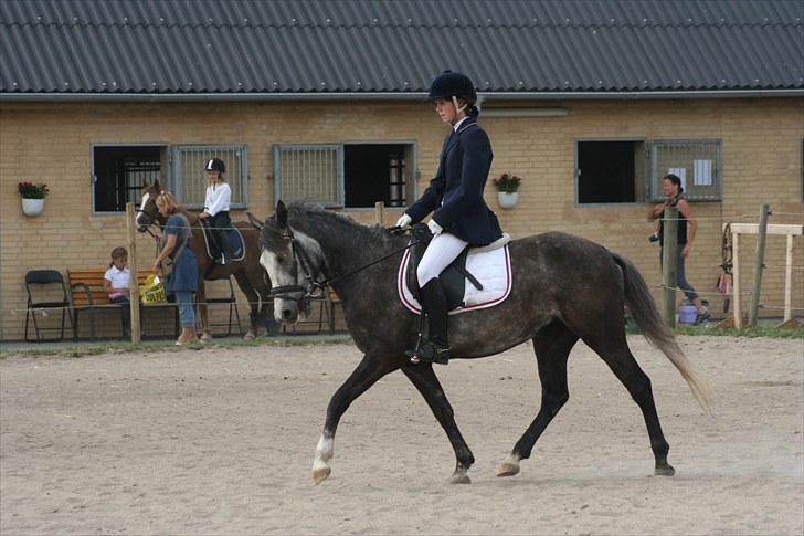 New Forest Mølgaards Zafir - 18 - LC1 ´09 billede 18