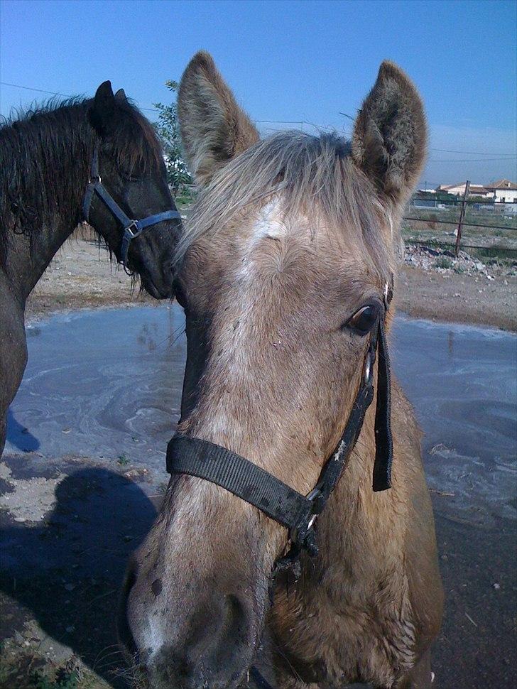 Pura Raza Española Pegasus billede 2