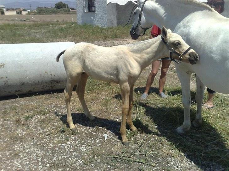 Pura Raza Española Pegasus billede 4