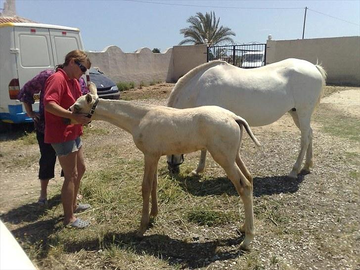 Pura Raza Española Pegasus billede 10