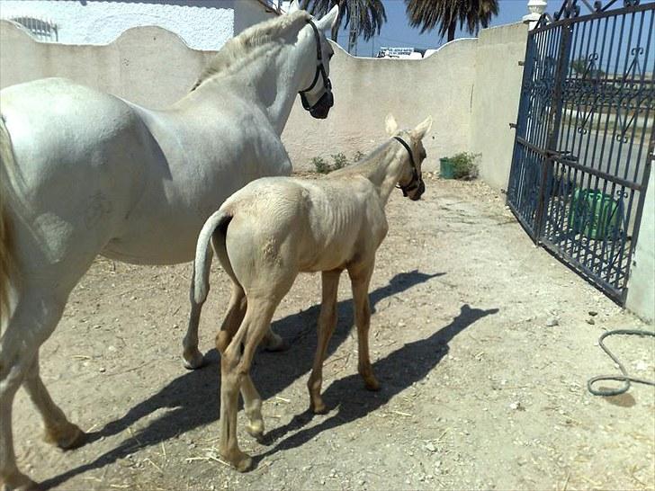 Pura Raza Española Pegasus billede 13