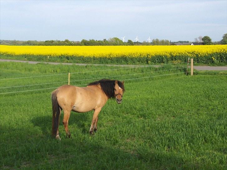 Anden særlig race Trøffel(solgt og savnet) - Dejligt det blev sommer billede 11