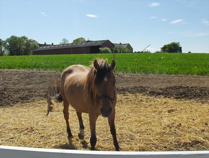Anden særlig race Trøffel(solgt og savnet) billede 13
