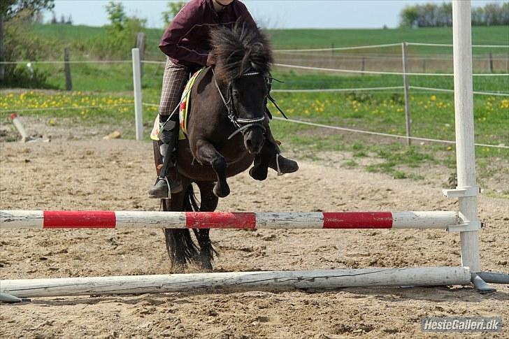 Shetlænder Nikoline <3 (Niko)  - Springtrænning på Lodret :D <3 billede 13