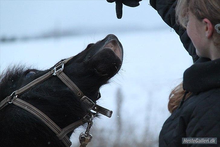 Shetlænder Nikoline <3 (Niko)  - Charmerende? :D "At smile" d: Nu som trickspony :b FOTO: KNL = MIG!  billede 16