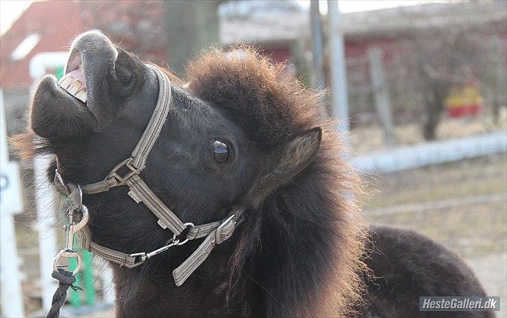 Shetlænder Nikoline <3 (Niko)  - Charme :-D <3 Niko - Nu som Trickspony :D KNLPhoto billede 18