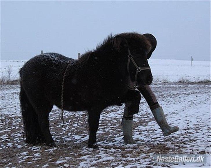 Shetlænder Nikoline <3 (Niko)  - Spanske skridt med JoSe. (: FOTO: KNLPhoto billede 20