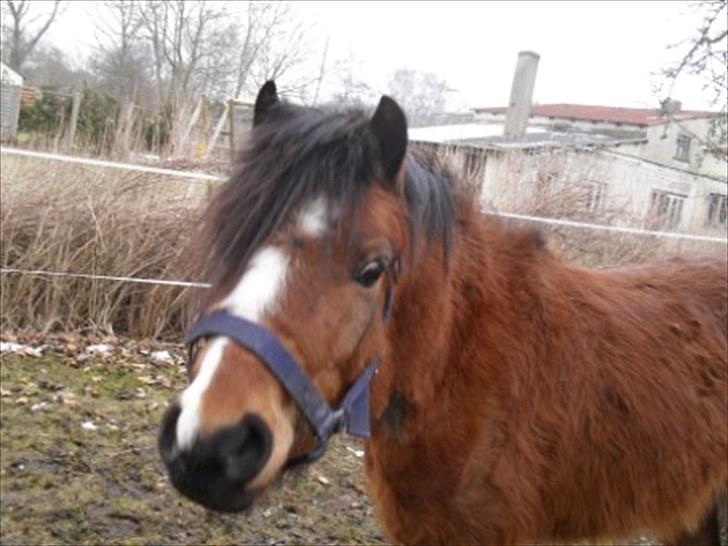 Anden særlig race spirit billede 2