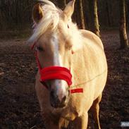 Anden særlig race Kantje's Universal(solgt)