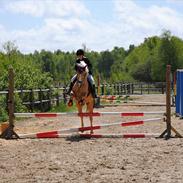 Anden særlig race Kantje's Universal(solgt)