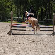 Anden særlig race Kantje's Universal(solgt)