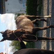 Traver Kildens Josephine Bøg