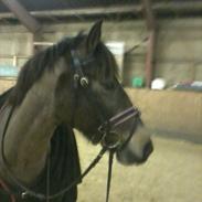 Anden særlig race Sylle<3 | Solgt | :'(