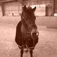 Anden særlig race Sylle<3 | Solgt | :'(