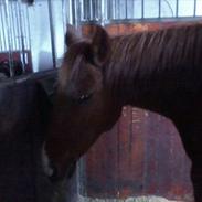 Anden særlig race gammel Part | Laika<3