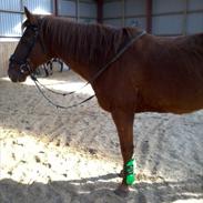 Anden særlig race gammel Part | Laika<3