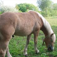 Haflinger Præstegaardens Emil