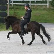 Islænder Hending <3 (Tidl. lånehest) SAVNER DIG <3