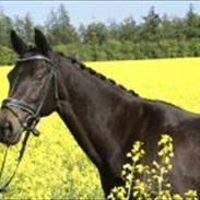 Dansk Varmblod Enekærs Limone     R.I.P.