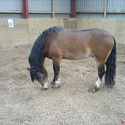 Welsh Pony (sec B) Dynamite Don Juan