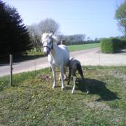 Welsh Pony af Cob-type (sec C) gribsvads bimbu