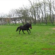 Shetlænder romantic