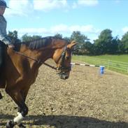 Dansk Varmblod Lantana