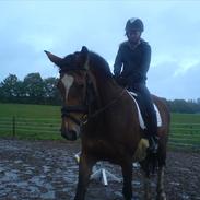 Dansk Varmblod Lantana