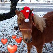Shetlænder sally
