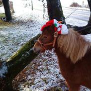 Shetlænder sally
