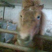 Shetlænder sally