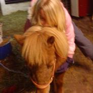 Shetlænder sally
