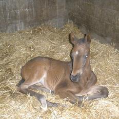 Trakehner Graversgaards Senna