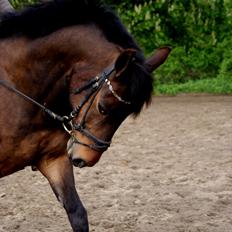 Anden særlig race Cheval *Låne pony* :D