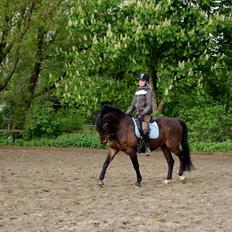 Anden særlig race Cheval *Låne pony* :D