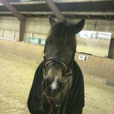 Anden særlig race Sylle<3 | Solgt | :'(