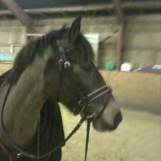 Anden særlig race Sylle<3 | Solgt | :'(