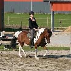 Anden særlig race Ponnie B-pony