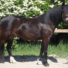 Dartmoor BEAUTY-ME GRAVERBAKKE