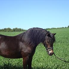 Dartmoor BEAUTY-ME GRAVERBAKKE