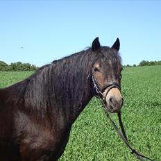 Dartmoor BEAUTY-ME GRAVERBAKKE