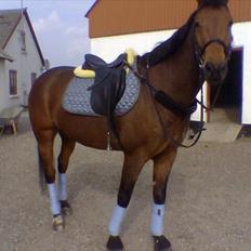 Anden særlig race Ibsalon