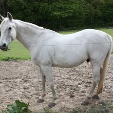 Shagya Araber (SH) Faisal